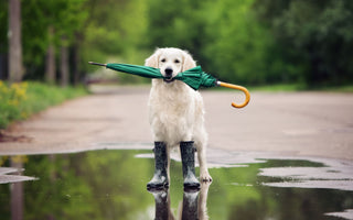 Wetterfühligkeit beim Hund: Tipps & Tricks - haustierkost.de