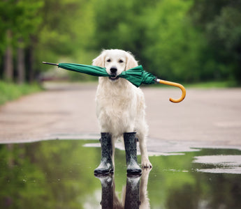 Wetterfühligkeit beim Hund: Tipps & Tricks - haustierkost.de