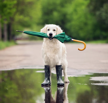 Wetterfühligkeit beim Hund: Tipps & Tricks - haustierkost.de