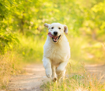 Trainingswurst für den Hund: Mit Leckerlis trainieren - haustierkost.de
