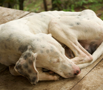 BARFEN für Allergiker: Hunde mit Allergien richtig ernähren - haustierkost.de