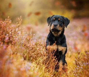 Vitamine für alte Hunde: das braucht Ihr Hund im Alter - haustierkost.de