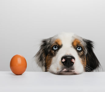 Dürfen Hunde rohe Eier essen? haustierkost.de erklärt - haustierkost.de