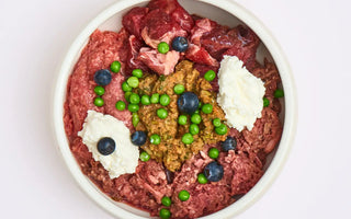 Vogelgrippe beim Hund