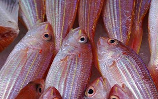 Katze, Hund und Fettsäuren