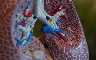 BARF mit Lunge für Hund und Katze