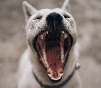 Katze und Hund: Natürliche Zahnreinigung