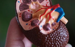 BARF-Niere – fettarm mit Proteinen