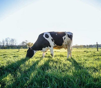 Pansen und Blättermagen für den Hund: der Magen bei BARF