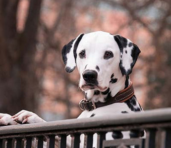 Dalmatiner