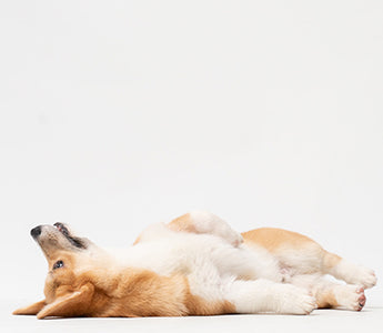 BARF: Durchfall nach Umstellung