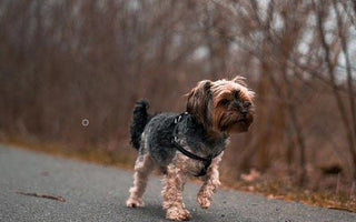 Der Hund und seine Gelenke: Stärken mit Bewegung und Nahrung