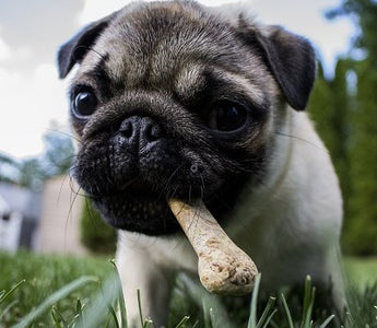 Katzen, Hunde und der Geschmackssinn