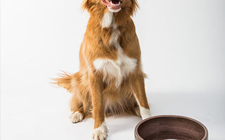 BARF-Nierendiät beim Hund