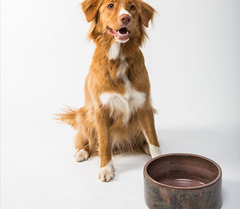 BARF-Nierendiät beim Hund