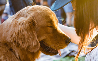 BARF und die Niereninsuffizienz