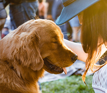 BARF und die Niereninsuffizienz