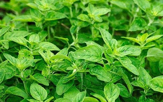 Pflanzlicher Anteil beim BARFEN