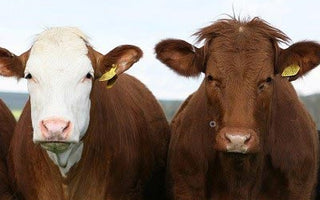 Produktherkunft BARF-Fleisch