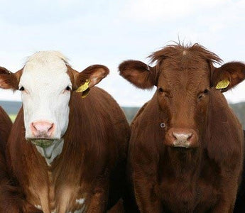 Produktherkunft BARF-Fleisch