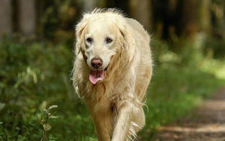 BARF für Senioren-Hunde