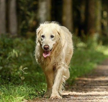 BARF für Senioren-Hunde