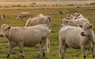 Tierischer Anteil beim BARF