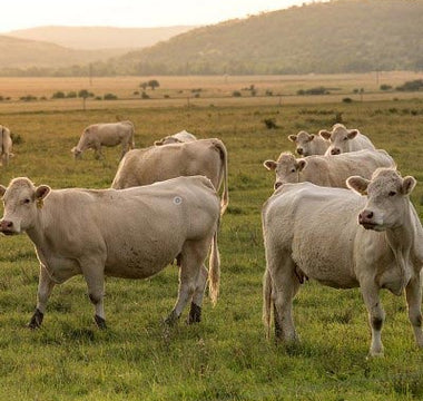 Tierischer Anteil beim BARF