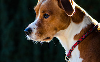 Verstopfung nach Umstellung