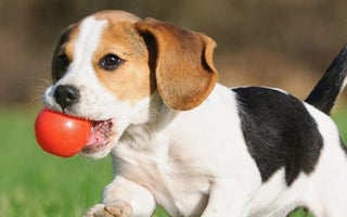 Tipps & Tricks für den Sommer mit Hund - haustierkost.de