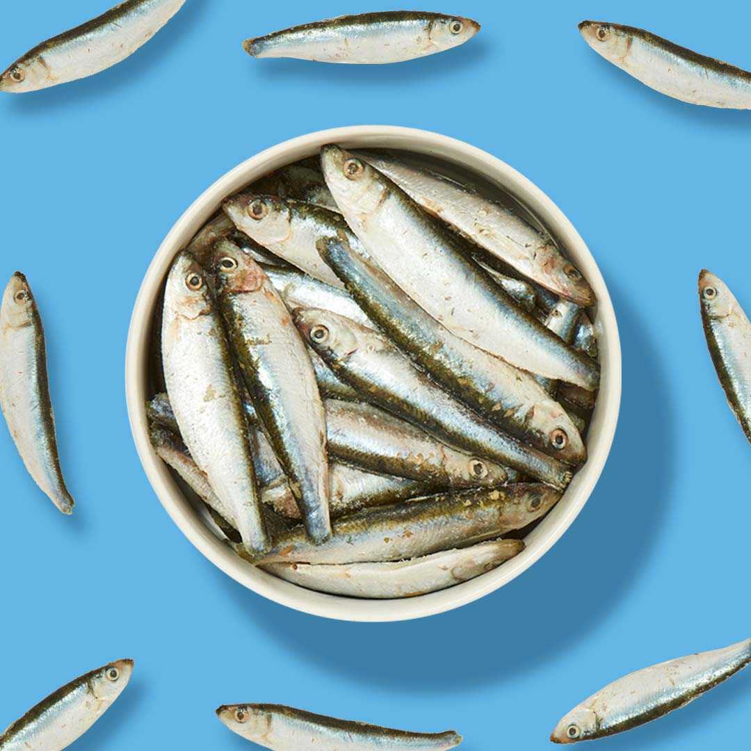 Sprotten im Ganzen, 500 g, auf blauem Hintergrund, reich an Omega-3 und Omega-6 Fettsäuren, geeignet für Hunde und Katzen mit Futtermittelallergien.