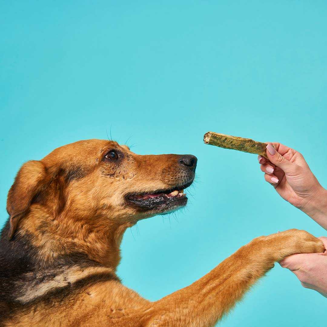 Hund mit Kabeljau Kaustange auf blauen Hintergrund.