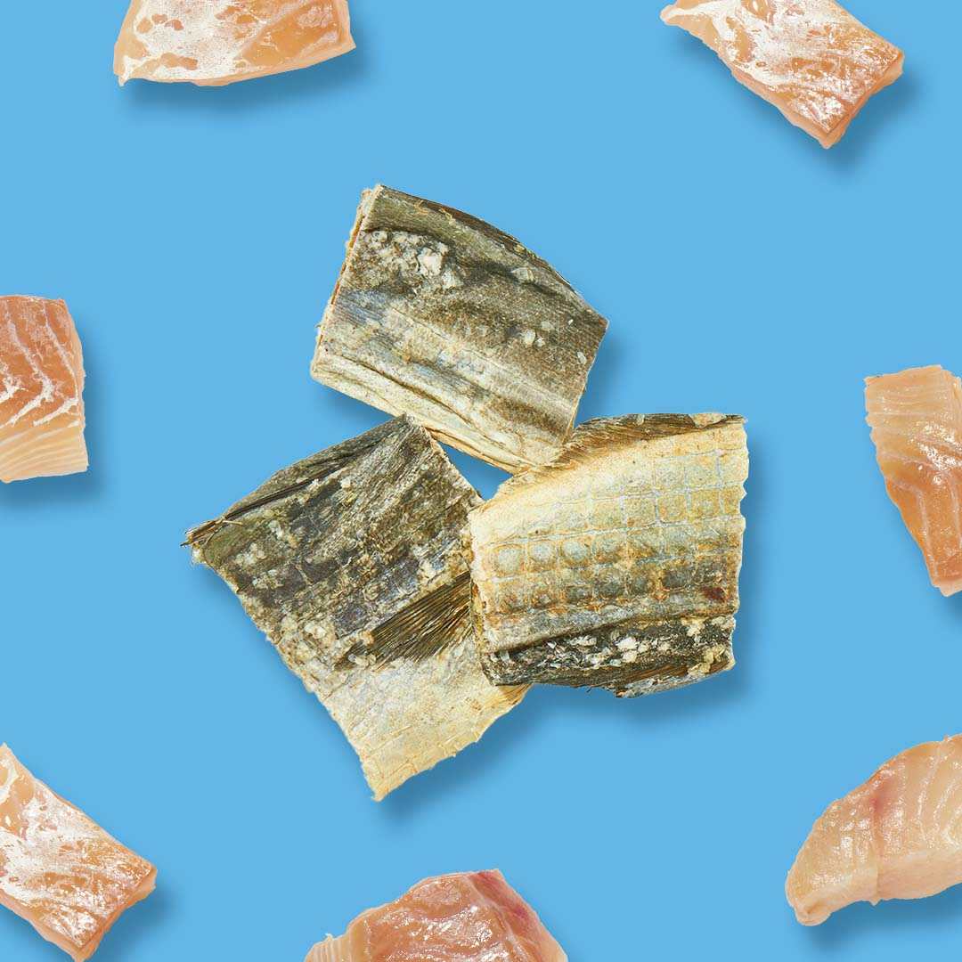 Seelachs Snack auf blauem Hintergrund, getrocknete Fischstücke als gesunder Hundesnack.