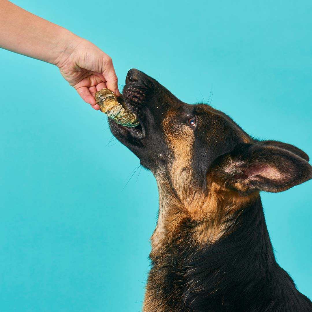 Hund erhält Kabeljau Schnecke als Kauspaß zur Förderung der Zahngesundheit.