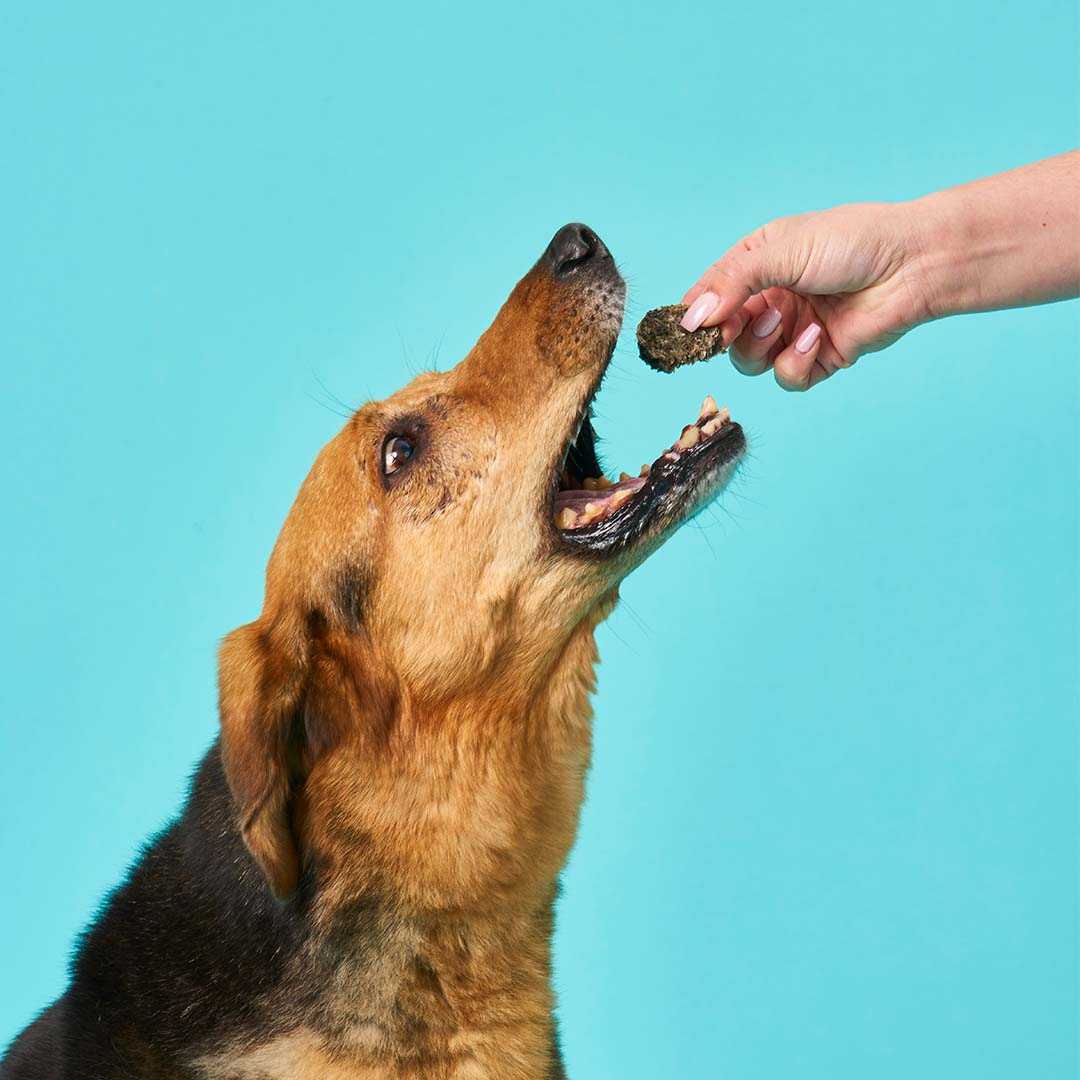 Hund, der Kollagen Cracker isst, gehalten von einer Hand vor türkisfarbenem Hintergrund.