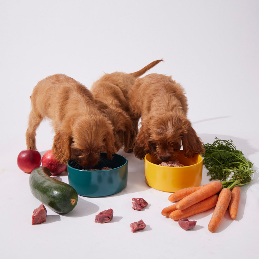 Welpenbox 3 (2025) - haustierkost.de®