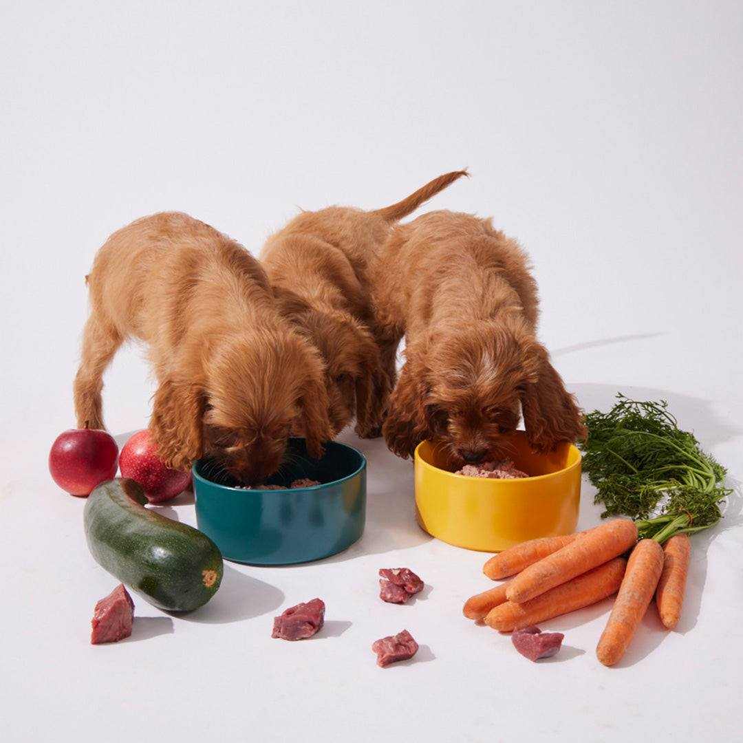 BARF Komfort Plus Rind & Huhn Welpe - haustierkost.de®