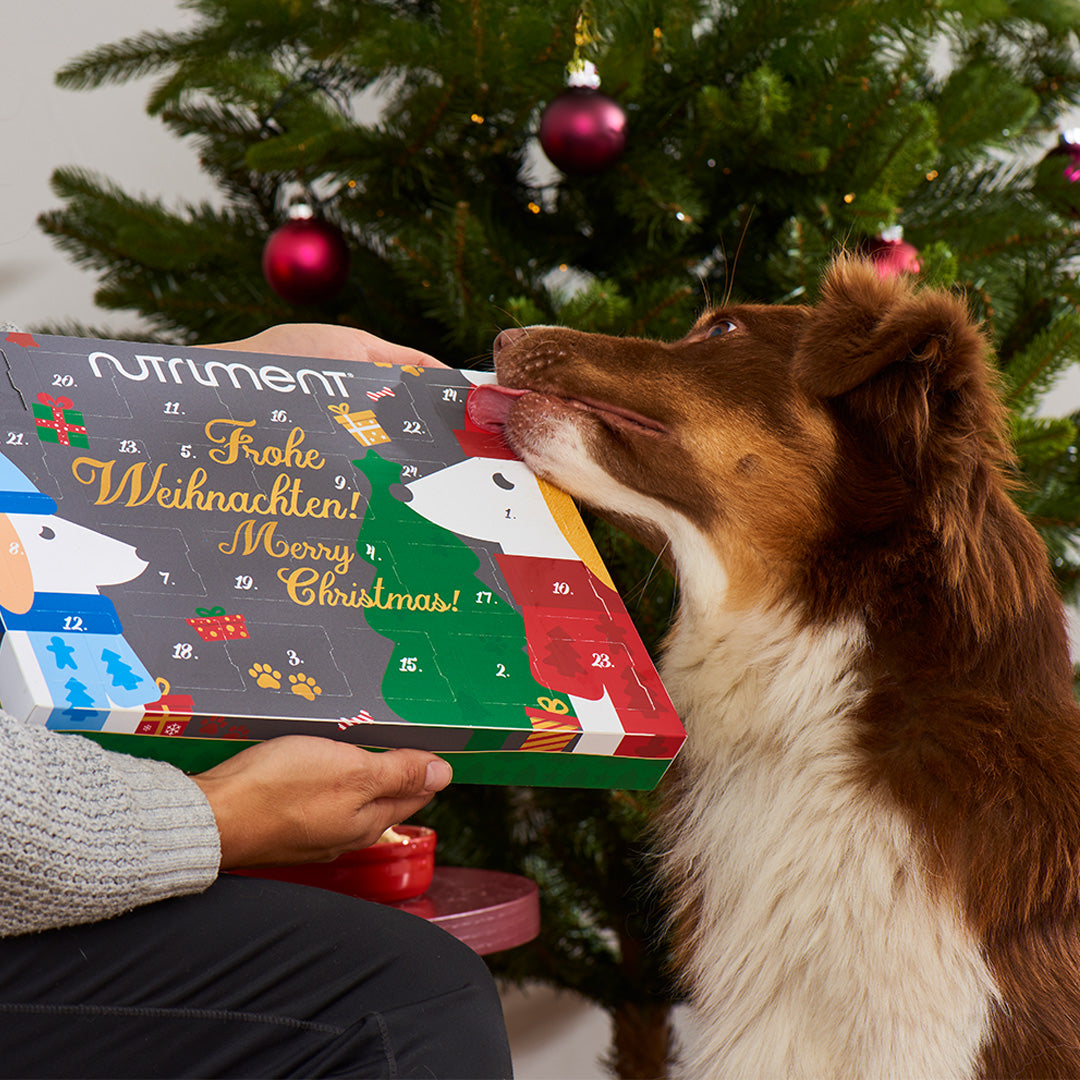 Hund mit Nutriment Adventskalender für Hunde vor Weihnachtsbaum