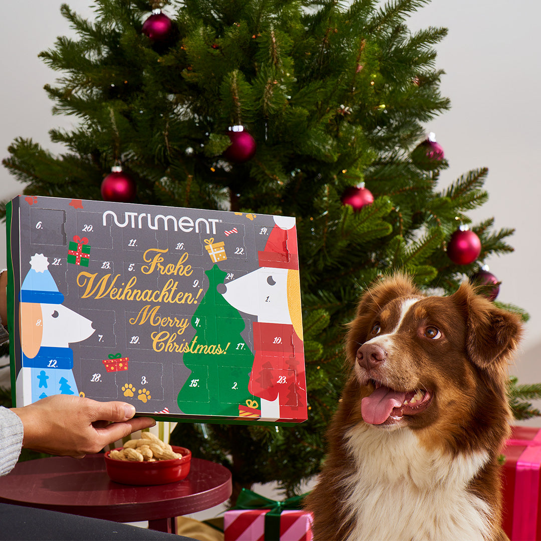 Nutriment Adventskalender mit getreidefreien Hundesnacks vor Weihnachtsbaum und braun-weißem Hund