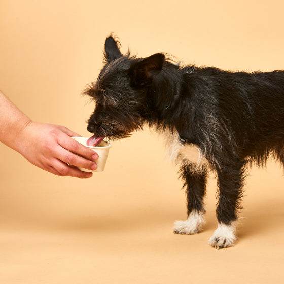 Hund genießt Hundeeis Huhn aus laktosefreiem Joghurt.