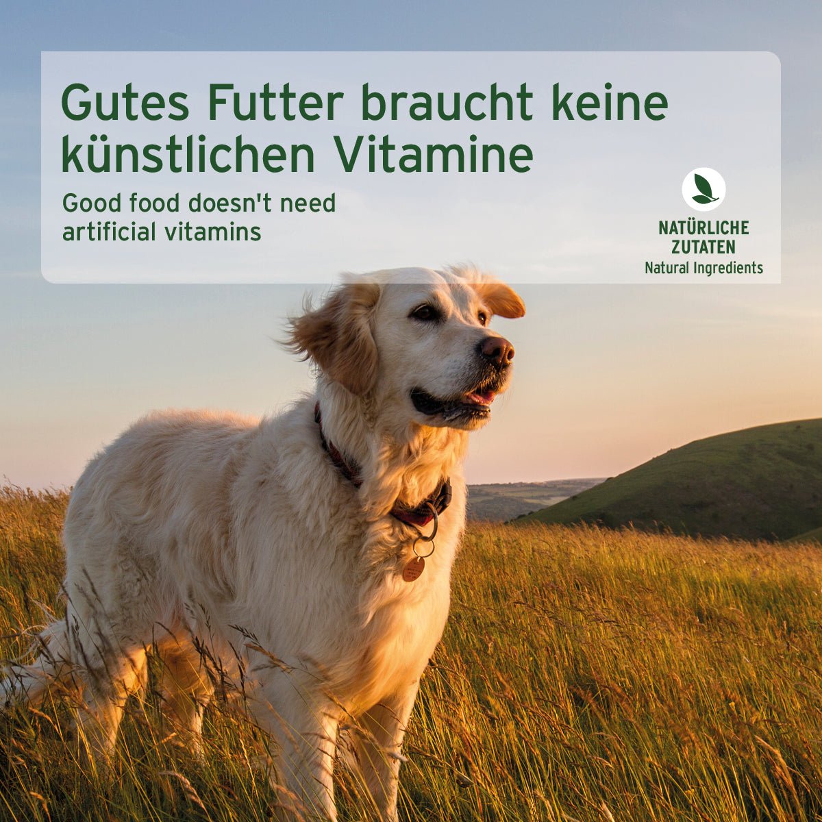 Hund im Sonnenlicht auf Wiese mit AniForte PureNature Nassfutter für Hunde Rind und Karotte, natürliche Zutaten ohne künstliche Vitamine