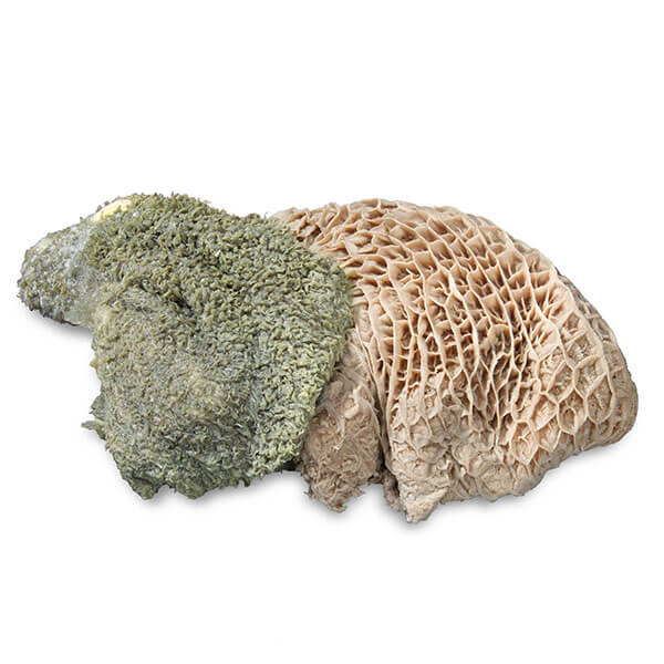 proCani Pansen grün - haustierkost.de®