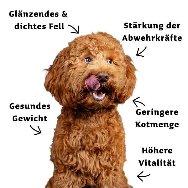 proCani Lamm Menü - frisch und fertig (VP) - haustierkost.de®