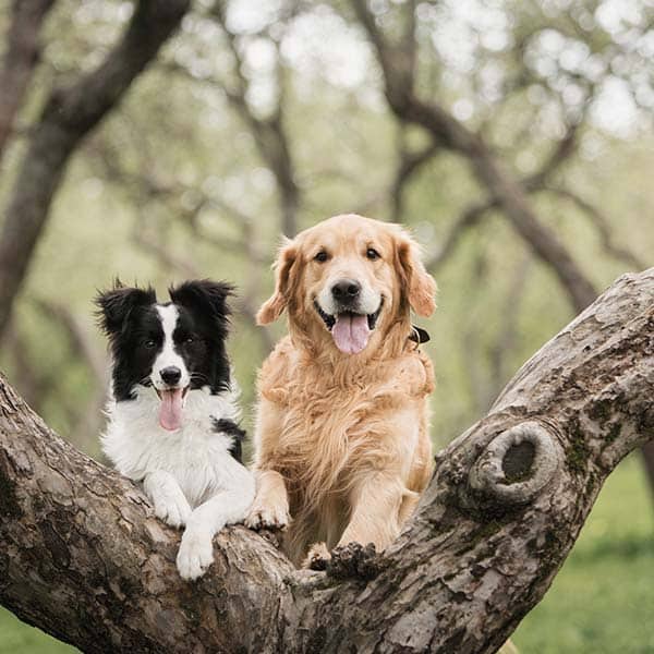 proCani Huhn Komplettmenü Nuggets 480g - haustierkost.de®