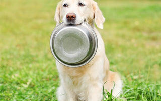 Rezept: Kartoffelsalat für Hunde - haustierkost.de