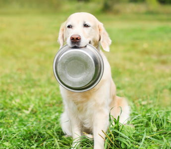 Rezept: Kartoffelsalat für Hunde - haustierkost.de