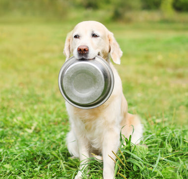 Rezept: Kartoffelsalat für Hunde - haustierkost.de