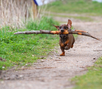 Kann man auch kleine Hunde BARFEN? - haustierkost.de