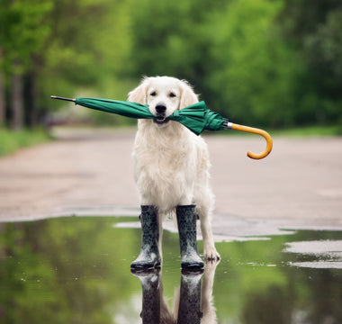 Wetterfühligkeit beim Hund: Tipps &amp; Tricks - haustierkost.de