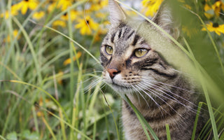 Katze: Wellness für die Samtpfote - haustierkost.de